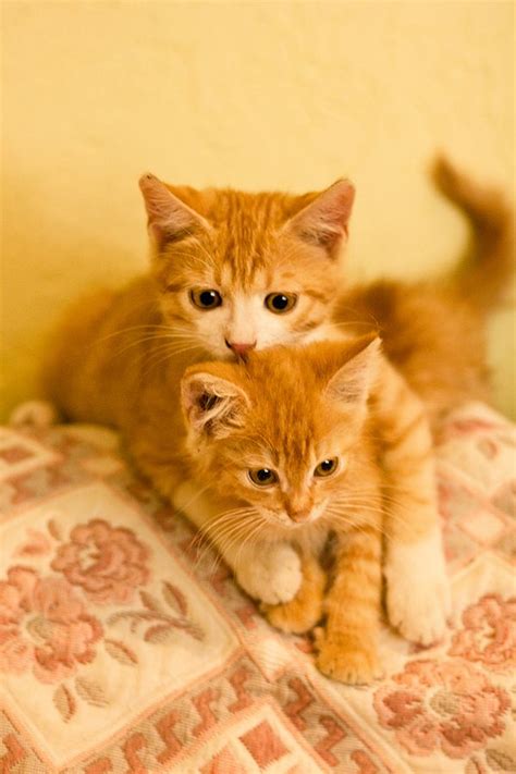 Redhead By Wan Mei On Deviantart Cute Cats Kittens Cutest Beautiful
