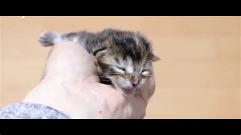 Cute Kittens Meowing Youtube
