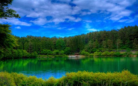 Lake Surrounded By Green Forest Hd Wallpaper Background Image