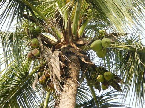 Coconut Tree With Green Coconuts Stock Photo Image Of Nature Outdoor