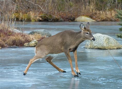 White Tailed Deer Sliding On Ice Acadia Np Maine Usa Photograph By