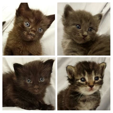 Coras Kittens