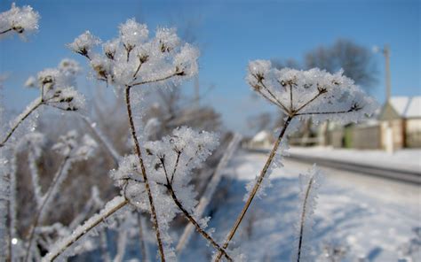 Wallpaper Sky Snow Winter Road Branch Cold Morning Frost