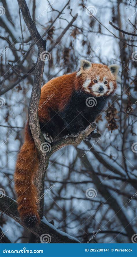 Close Up Of A Red Panda In A Tree Looking Directly Into The Camera