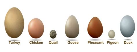 Turkey eggs vs chicken eggs: what are the differences?