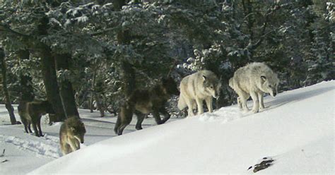 Lawsuit Seeks To Maintain Federal Gray Wolf Protections