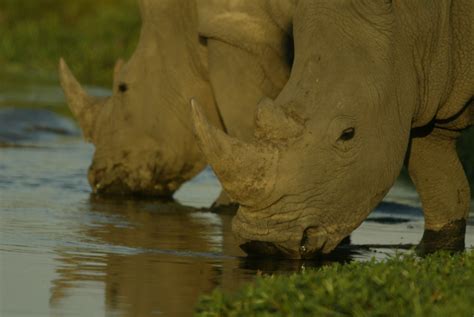Rhino Dung