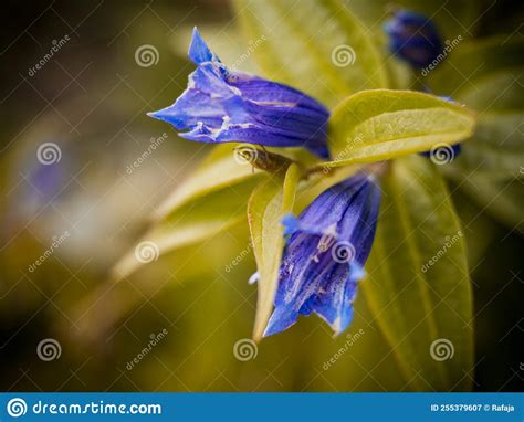 Purple Mountain Flower By The Way Stock Image Image Of Botanieat