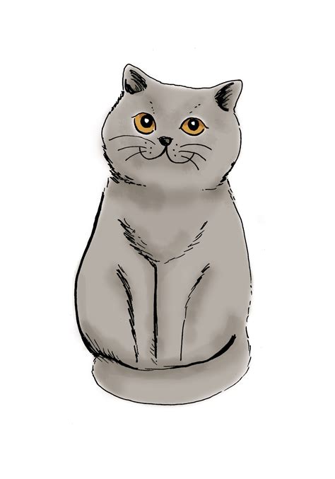 British Shorthair Cat Drawing Cat Gku