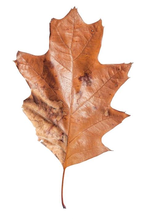 Brown Autumn Leaf Like Plant Natural Botany Texture Isolated Stock