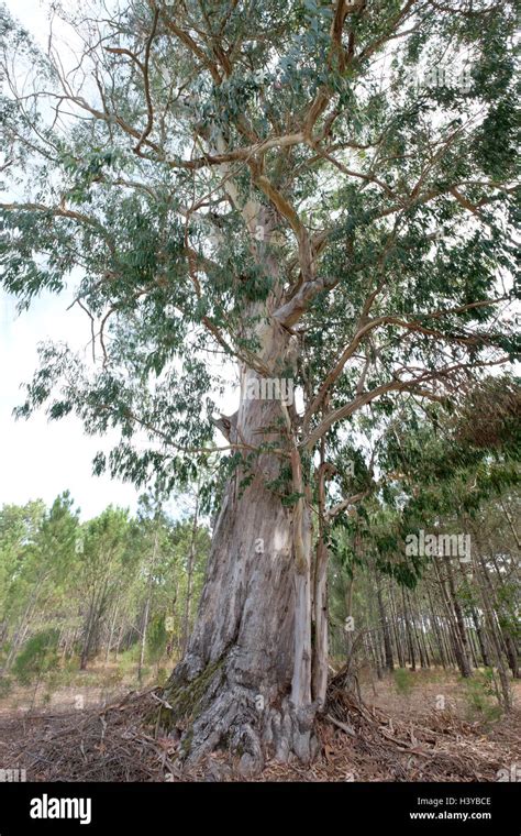 Large Eucalyptus Tree Stock Photo Alamy