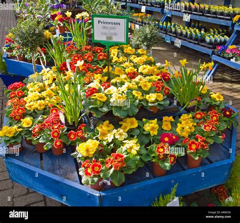 Spring Flower Plants For Sale In A Garden Centre In February England Uk