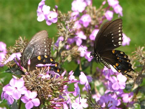 Spicebush Swallowtails East Washington Township Tipp Flickr