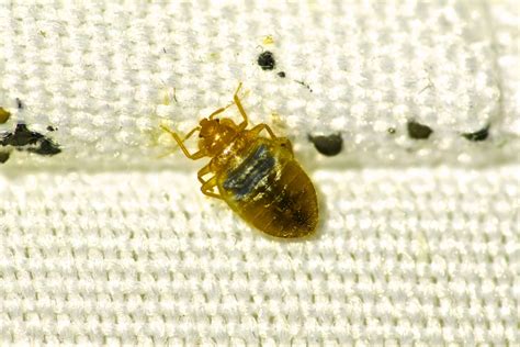 Bed Bug Exterminator Offers Same Day Service Raven Termite And Pest