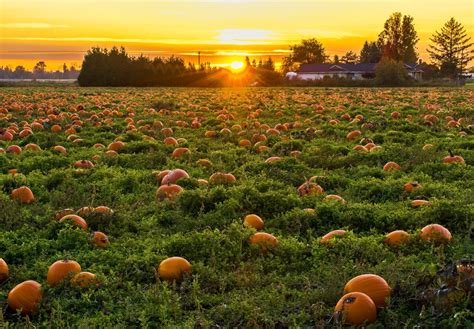 Pumpkin Patch Farms To Visit This Fall Vrbo Canada