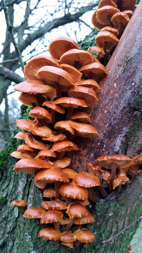 Fungi | Fungi on a tree | oatsy40 | Flickr