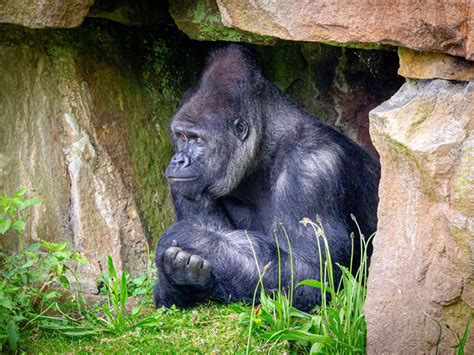 Western Lowland Gorilla Blackpool Zoo