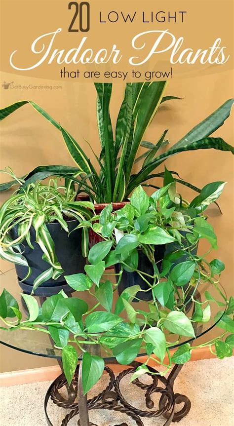 Low Light Indoor Plant List 20 Houseplants That Are Easy Free Nude