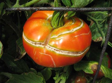 What Causes Tomatoes To Split ~ Garden Down South