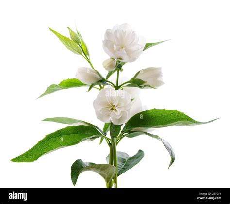 Jasmine Flower Isolated On White Background Branch Of White Terry