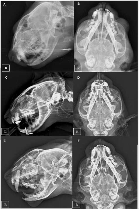 Frontiers Traumatic Tympanic Bulla Fracture In A Cat With Severe Head