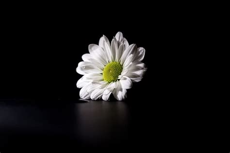 Hd Wallpaper White Flower Captured On A Dark Background Nature
