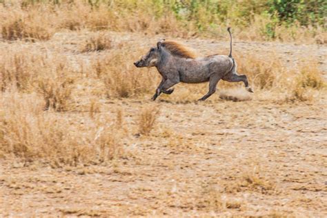 Warthog Running Stock Photos Pictures And Royalty Free Images Istock