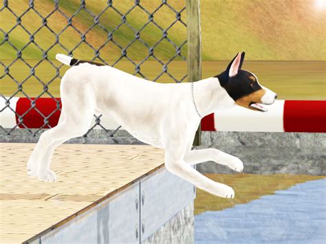 Skc Dock Diving A Year I Sims Kennel Club