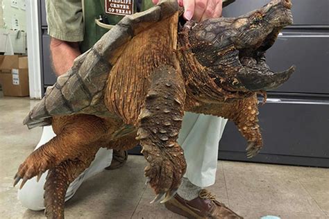 Alligator Snapping Turtle Freed From A Houston Drain Pipe Is