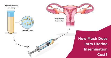 When Does Implantation Take Place After Embryo Transfer Nova Ivf Fertility
