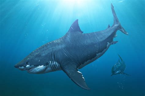 Megalodon Facts About The Long Gone Giant Shark Live Science