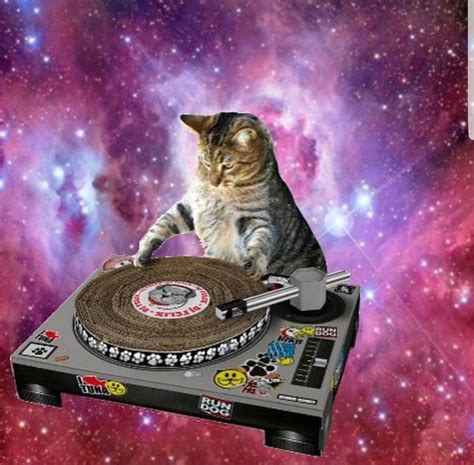Pin By Jade Stanley On Ians Birthday Party Dj Cats Cat Pics