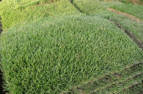 Where To Plant Zoysia Grass The Grass Outlet