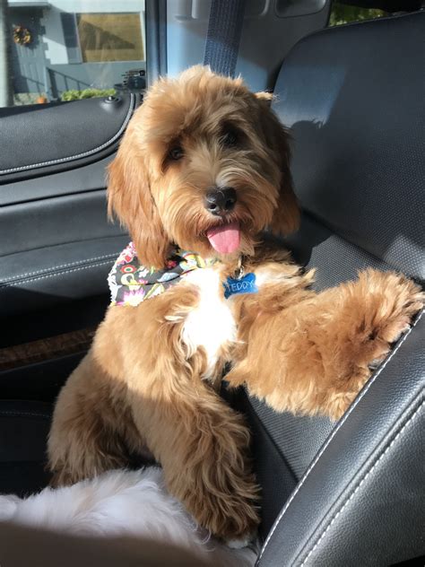 Central florida's most beautiful and unique akc standard poodle, akc old english sheepdog, goldendoodle, sheepadoodle, mini f1b goldendoodle, & mini sheepadoodle puppies. Golden Doodle Puppies For Sale | Miami, FL #278129