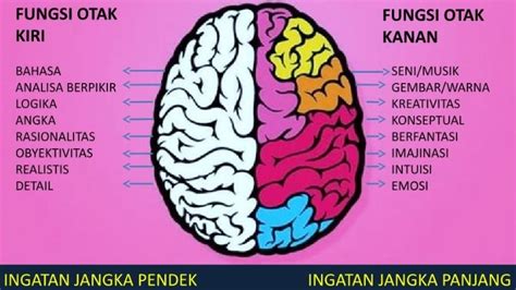 Pengertian Otak Kanan Struktur Fungsi Dan Cara Kerja Otak Kanan Pada