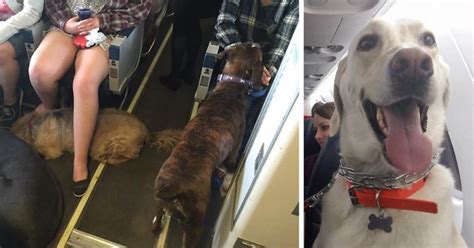 Pit bull breed dogs aren't allowed in cabin. Airlines Break Their Own Rules So Pets Can Escape Fires ...