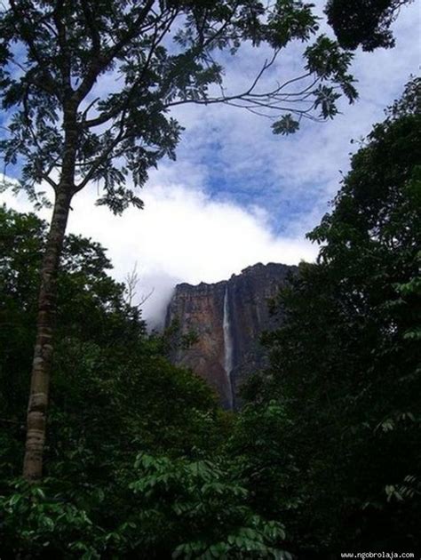 angel falls air terjun tertinggi di dunia tingginya 62x lipat niagara pasmagrisaka