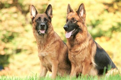 10 Best German Shepherd Rescues For Adoption 2024 Our Top 10 Picks