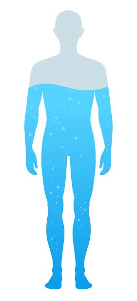 Water Content Of Human Body Illustration Chart Stock Illustration