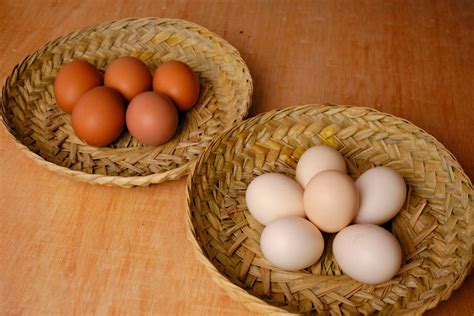 Apa Bedanya Telur Ayam Negeri Dan Kampung Cari Tahu Di Sini