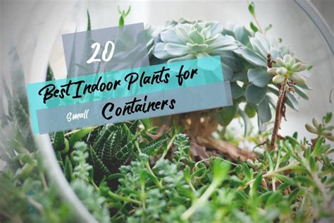 Best Indoor Plants For Beginners