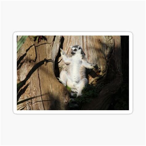 King Julien XIII Ring Tailed Lemur Sticker For Sale By DaNd1