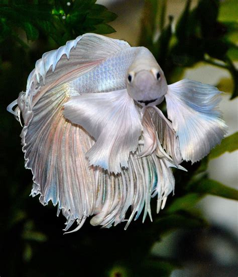 Elephant Betta Fish Betta Fish Siamese Fighting Fish Half Breed