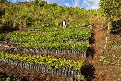 Amid Conflict And Chaos A Reforestation Project Surges Ahead In Haiti