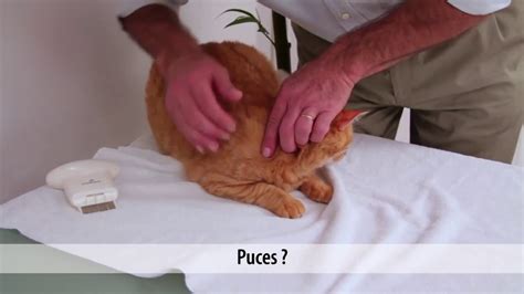 Comment Enlever Des Puces Sur Un Chien Naturellement Chien Nouvelles