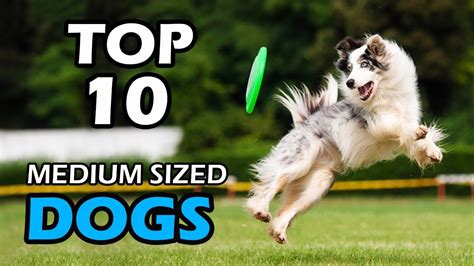 Top 10 Medium Sized Dog Breeds Youtube