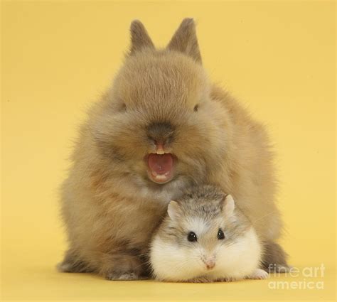 Roborovski Hamster And Rabbit Photograph By Mark Taylor Fine Art America