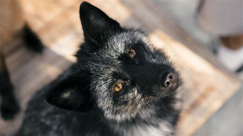 These Docile Foxes May Hold Some Of The Genetic Keys To Domestication