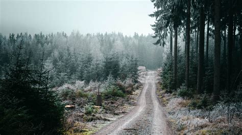 Download Wallpaper 1920x1080 Forest Road Fog Trees