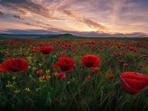 Field With Red Poppies And Green Grass Dark Clouds Sunset Desktop
